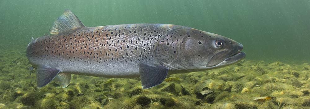 Nahe der Gewässersohle schwimmende Forelle